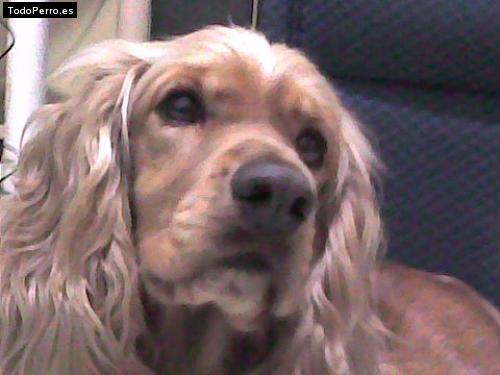 Foto del perro Nani