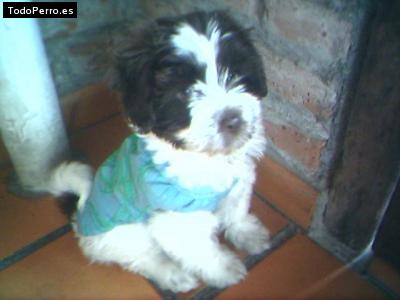 Foto del perro Stewie