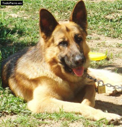 La foto del perro Pitt Foto del perro Pitt