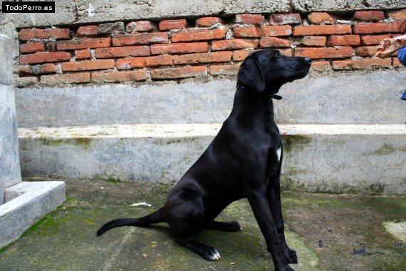 La foto del perro Carmela Foto del perro Carmela