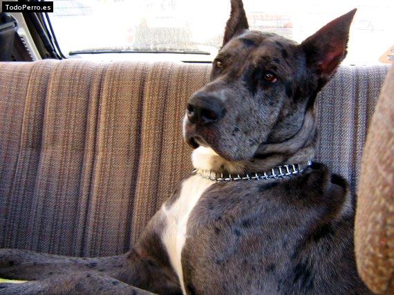 Foto del perro Bull