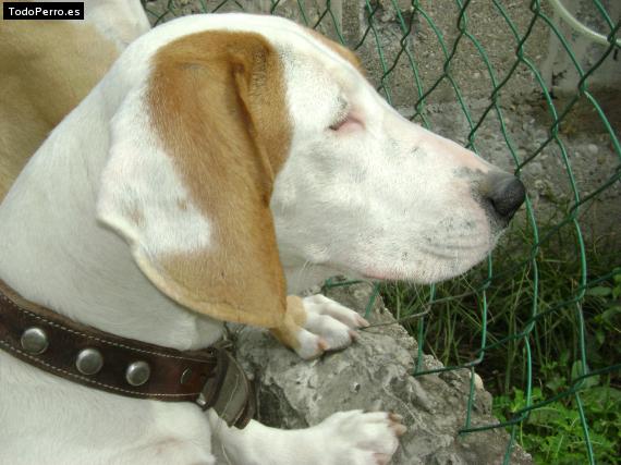 Foto del perro Heidi