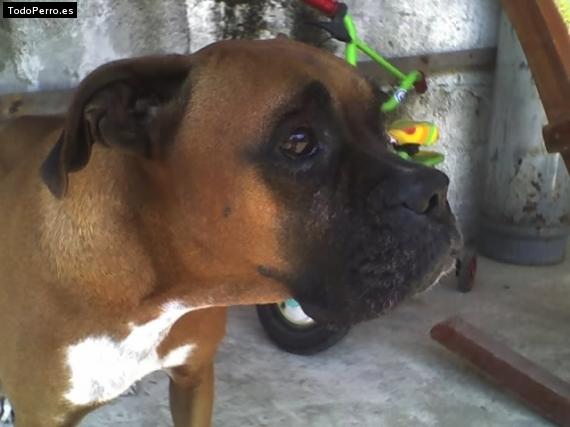 Foto del perro Chata