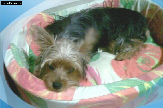 La foto del perro Gabby Foto del perro Gabby