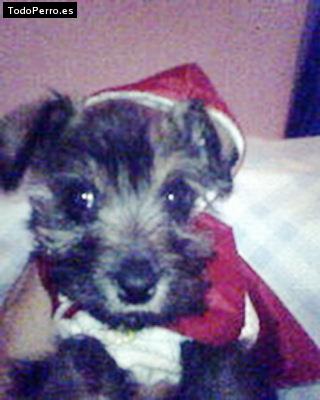 Foto del perro Shaguie