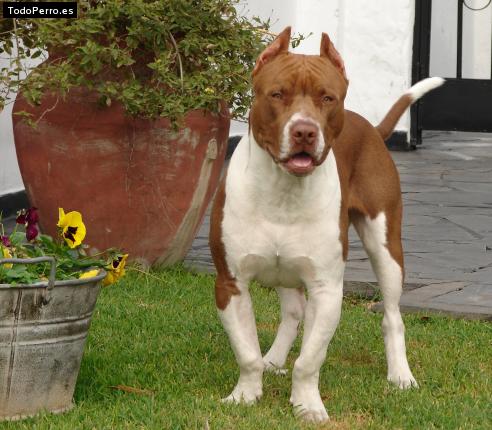 Foto del perro Neron
