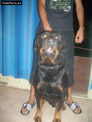 La foto del perro Pantro Foto del perro Pantro