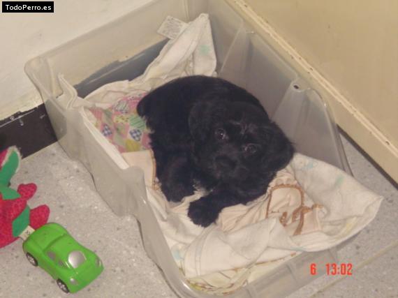 Foto del perro Cuchy