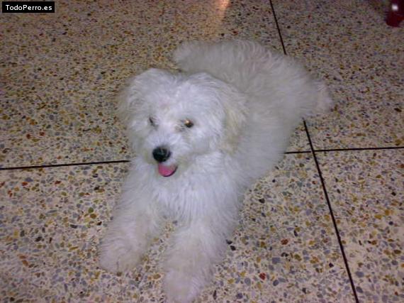 Foto del perro Tommy