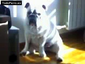 Foto del perro Carlota
