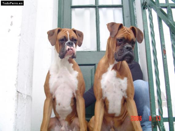 Foto del perro Chopper y apolo