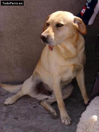 Foto del perro Sam