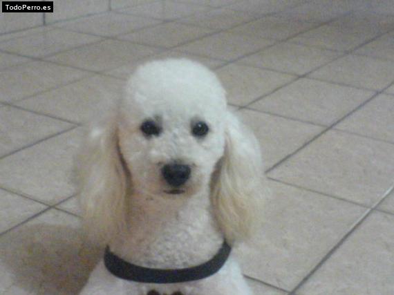 Foto del perro Brankito