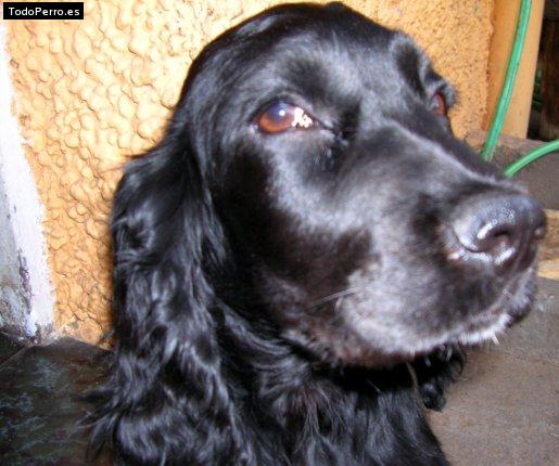 Foto del perro Mordelon