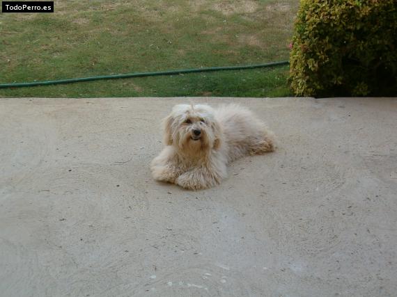 Foto del perro Junior