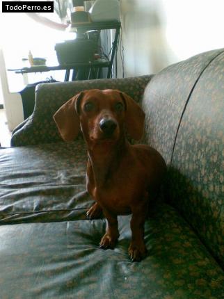 Foto del perro Coffee