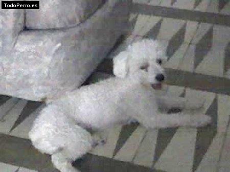 La foto del perro Pirula Foto del perro Pirula