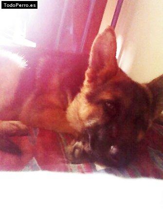 La foto del perro Paka donna Foto del perro Paka donna