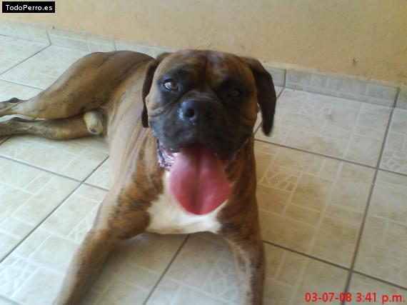 Foto del perro Hercules