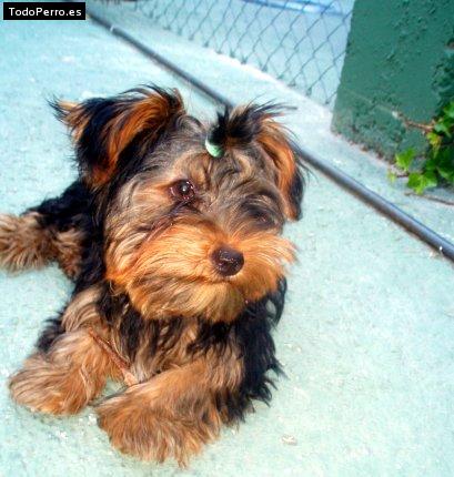 La foto del perro Hugo Foto del perro Hugo