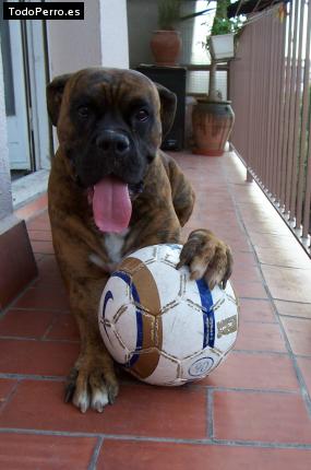 Foto del perro Nicky