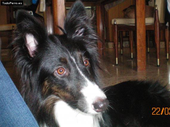 Foto del perro Coni