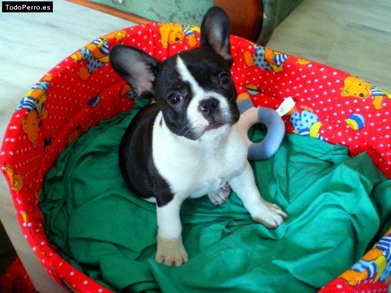 La foto del perro Lucas Foto del perro Lucas