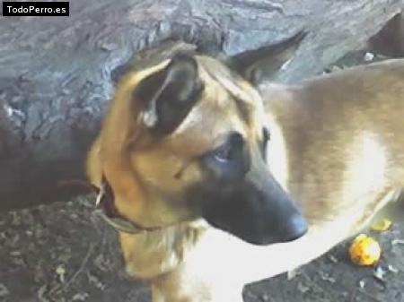 Foto del perro Scooby