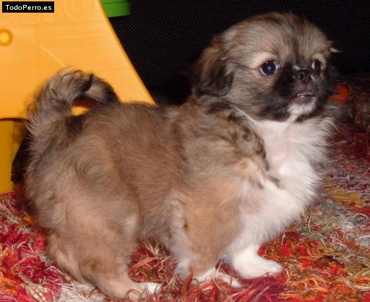 Foto del perro Coco