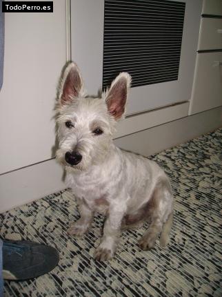 Foto del perro Juan