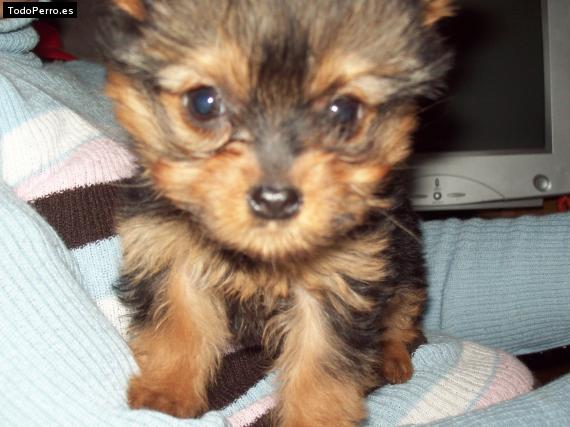 La foto del perro Pitu Foto del perro Pitu