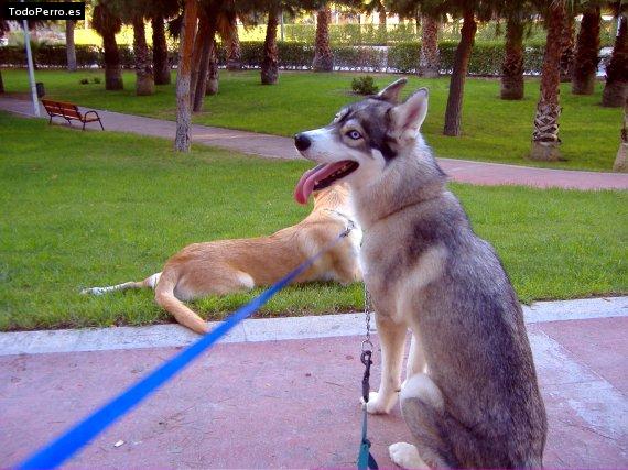 La foto del perro Camila Foto del perro Camila