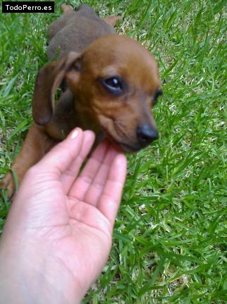 Foto del perro Camila