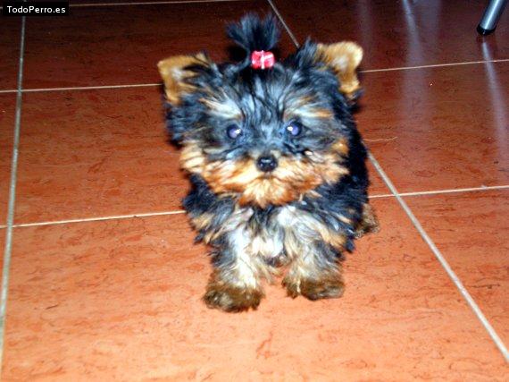 Foto del perro Coco