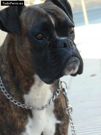 Foto del perro Clarck