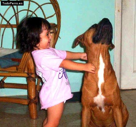 Foto del perro Mango