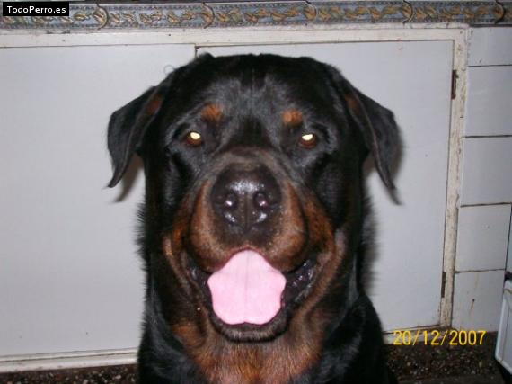 La foto del perro Kimon Foto del perro Kimon