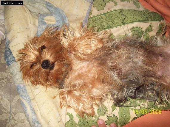 La foto del perro Mara Foto del perro Mara