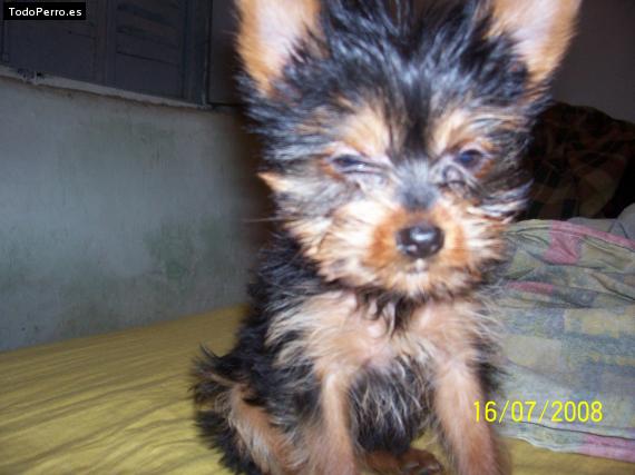 La foto del perro Magui Foto del perro Magui