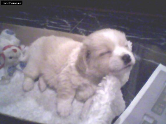 La foto del perro Galo Foto del perro Galo