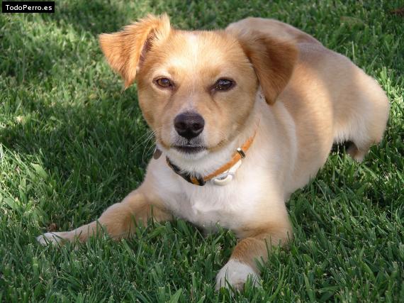 Foto del perro Ennis