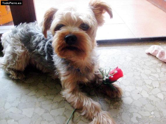 La foto del perro Rintin Foto del perro Rintin