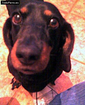 Foto del perro Camila 