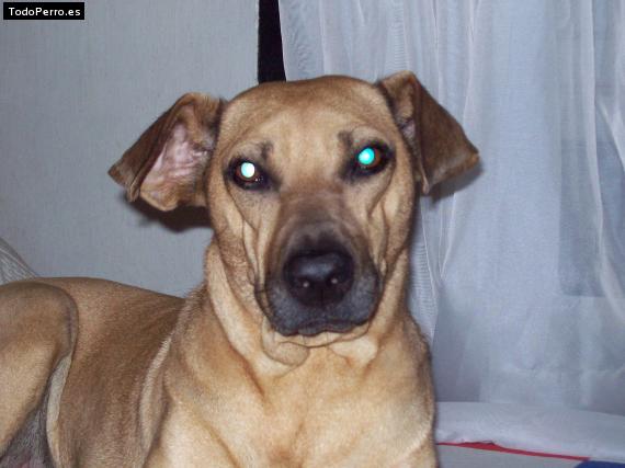 Foto del perro Heidy