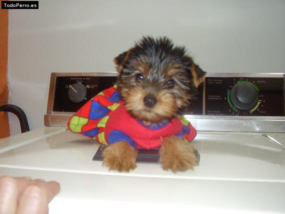 La foto del perro Juanita Foto del perro Juanita