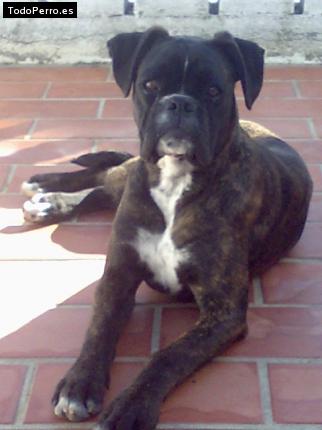 Foto del perro Chata