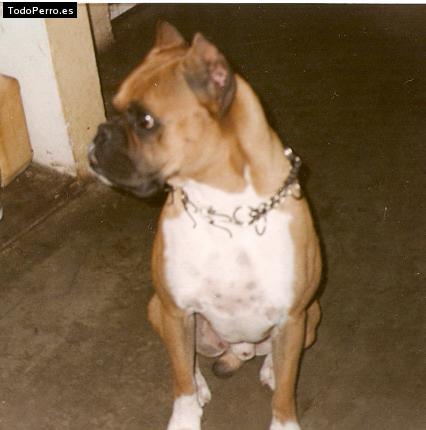 Foto del perro Camila