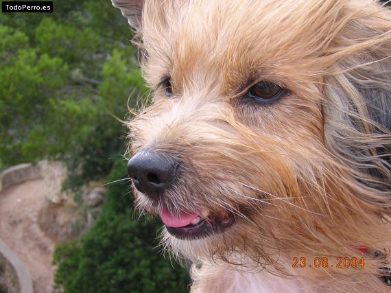 La foto del perro Grumpy Foto del perro Grumpy