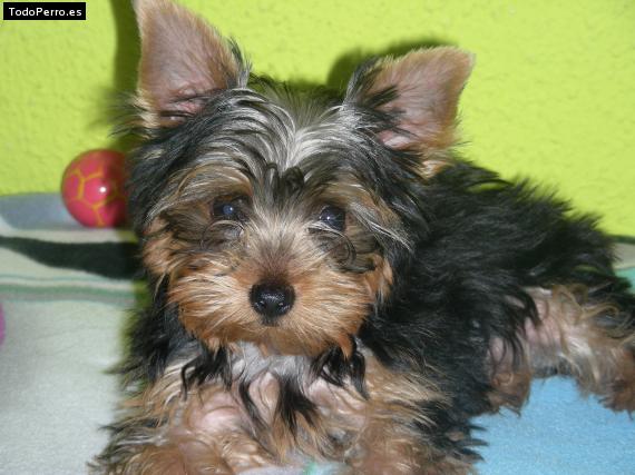 La foto del perro Micco Foto del perro Micco