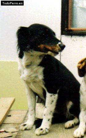 La foto del perro Punto Foto del perro Punto